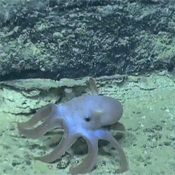 Octopus GIF